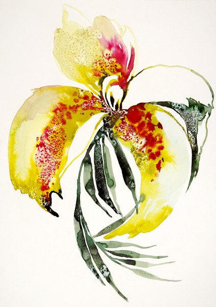 orchidee 2.jpg